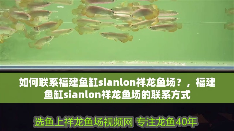 如何聯系福建魚缸sianlon祥龍魚場？，福建魚缸sianlon祥龍魚場的聯系方式