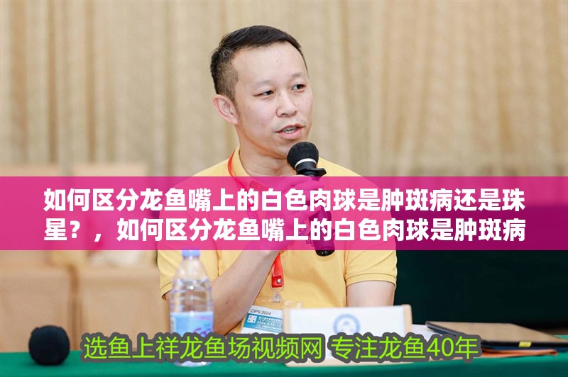 如何區分龍魚嘴上的白色肉球是腫斑病還是珠星？，如何區分龍魚嘴上的白色肉球是腫斑病還是珠星病