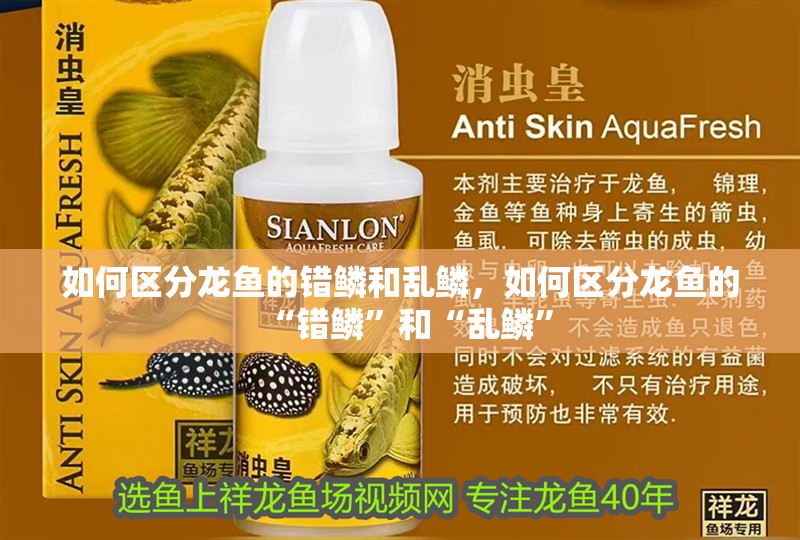 如何區分龍魚的錯鱗和亂鱗，如何區分龍魚的“錯鱗”和“亂鱗”