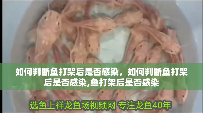 如何判斷魚打架后是否感染，如何判斷魚打架后是否感染,魚打架后是否感染