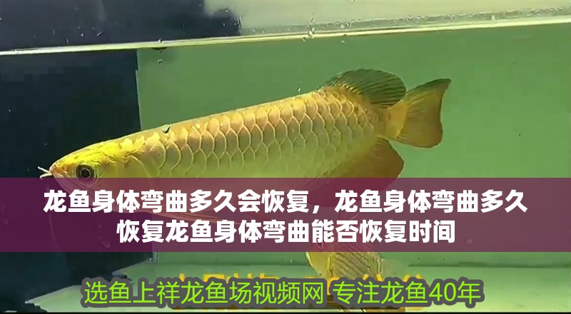 魚缸用增氧泵價格是多少:魚缸增氧機-xtrac增氧機-xtrac增氧機 龍魚身體彎曲多久會恢復,龍魚身體彎曲多久恢復龍魚身體彎曲能否恢復時間 龍魚百科 龍魚身體彎曲多久會恢復,龍魚身體彎曲多久恢復龍魚身體彎曲能否恢復時間 龍魚身體彎曲多久會恢復,龍魚身體彎曲多久恢復龍魚身體彎曲能否恢復時間 龍魚百科