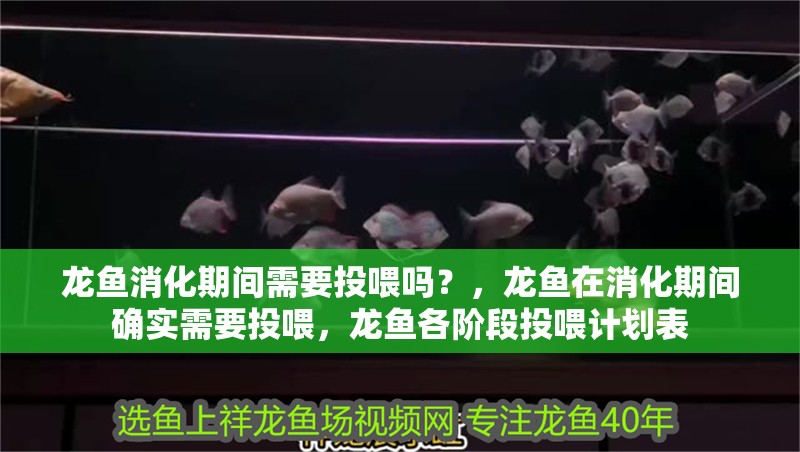 龍魚消化期間需要投喂嗎？，龍魚在消化期間確實需要投喂，龍魚各階段投喂計劃表 龍魚消化期間需要投喂嗎？，龍魚在消化期間確實需要投喂，龍魚各階段投喂計劃表 龍魚百科