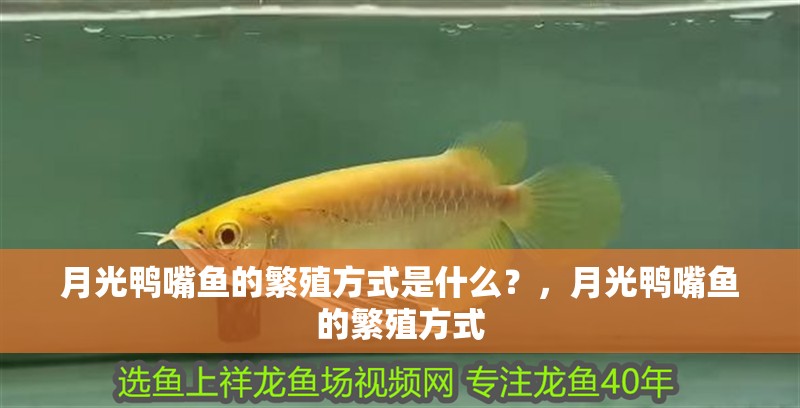 月光鴨嘴魚的繁殖方式是什么？，月光鴨嘴魚的繁殖方式