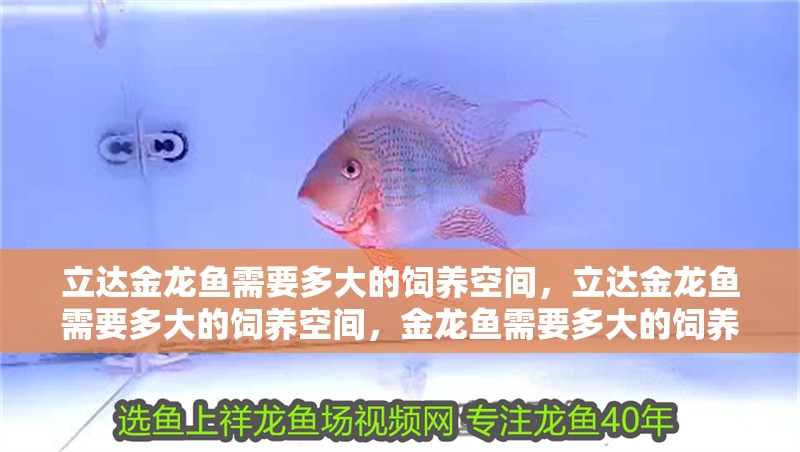 立達金龍魚需要多大的飼養空間，立達金龍魚需要多大的飼養空間，金龍魚需要多大的飼養空間