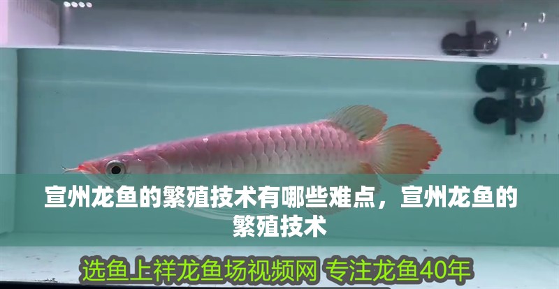宣州龍魚的繁殖技術有哪些難點，宣州龍魚的繁殖技術 宣州龍魚的繁殖技術有哪些難點，宣州龍魚的繁殖技術 龍魚百科