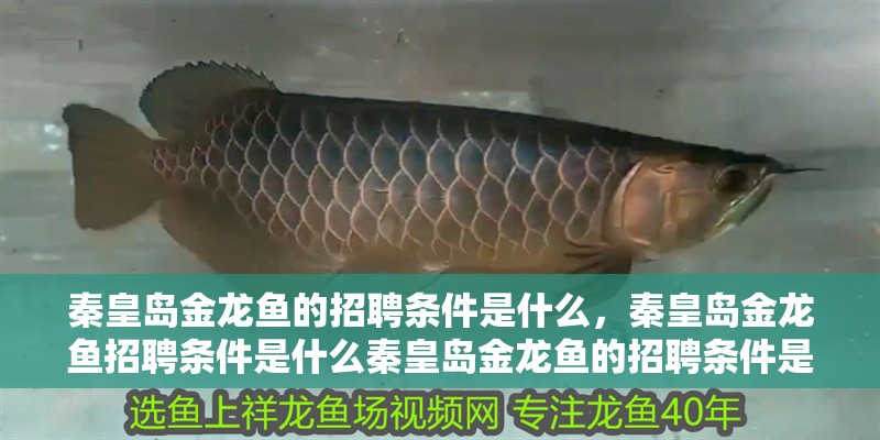 詳細閱讀:秦皇島金龍魚的招聘條件是什么,秦皇島金龍魚招聘條件是什么秦皇島金龍魚的招聘條件是什么 秦皇島金龍魚的招聘條件是什么,秦皇島金龍魚招聘條件是什么秦皇島金龍魚的招聘條件是什么