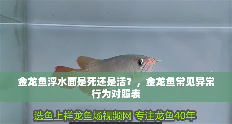 詳細(xì)閱讀:金龍魚浮水面是死還是活?,金龍魚常見異常行為對(duì)照表 金龍魚浮水面是死還是活?,金龍魚常見異常行為對(duì)照表