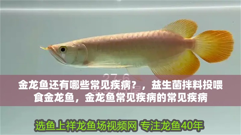 詳細(xì)閱讀:金龍魚還有哪些常見疾病?,益生菌拌料投喂食金龍魚,金龍魚常見疾病的常見疾病 金龍魚還有哪些常見疾病?,益生菌拌料投喂食金龍魚,金龍魚常見疾病的常見疾病