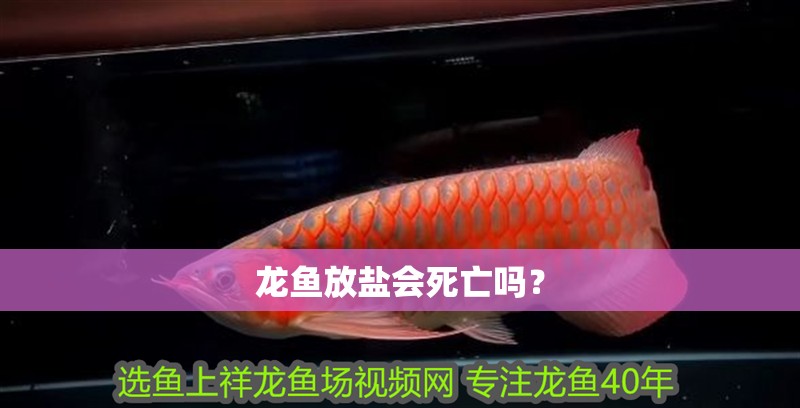 龍魚放鹽會死亡嗎？
