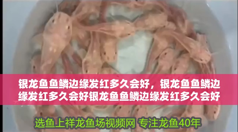 銀龍魚魚鱗邊緣發紅多久會好，銀龍魚魚鱗邊緣發紅多久會好銀龍魚魚鱗邊緣發紅多久會好