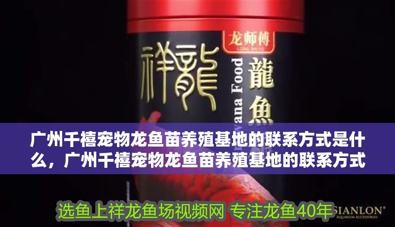 廣州千禧寵物龍魚苗養(yǎng)殖基地的聯(lián)系方式是什么，廣州千禧寵物龍魚苗養(yǎng)殖基地的聯(lián)系方式