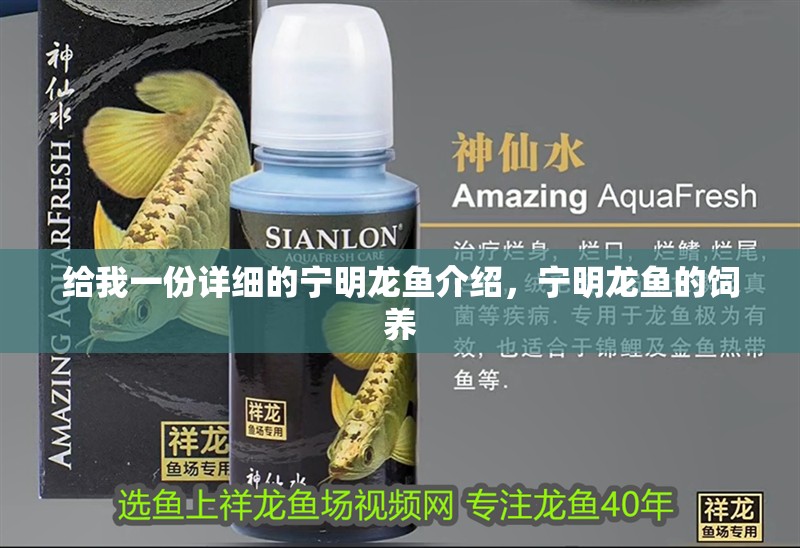 給我一份詳細(xì)的寧明龍魚(yú)介紹，寧明龍魚(yú)的飼養(yǎng)