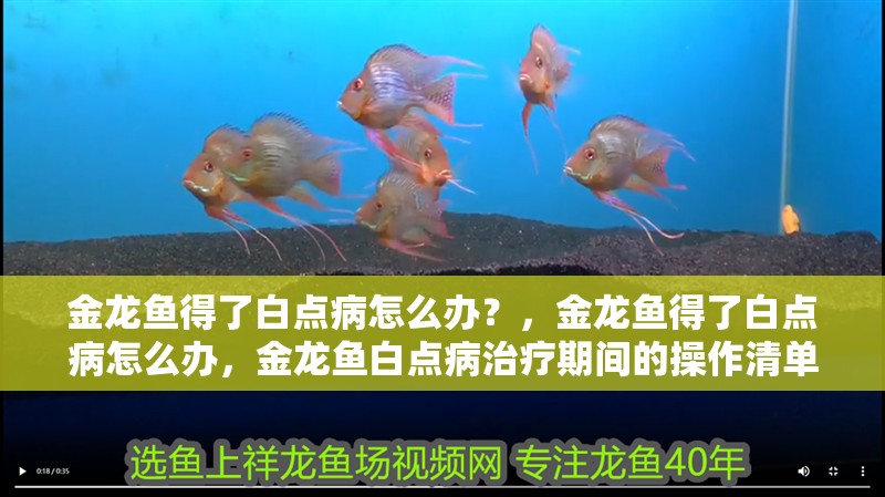 金龍魚(yú)得了白點(diǎn)病怎么辦？，金龍魚(yú)得了白點(diǎn)病怎么辦，金龍魚(yú)白點(diǎn)病治療期間的操作清單