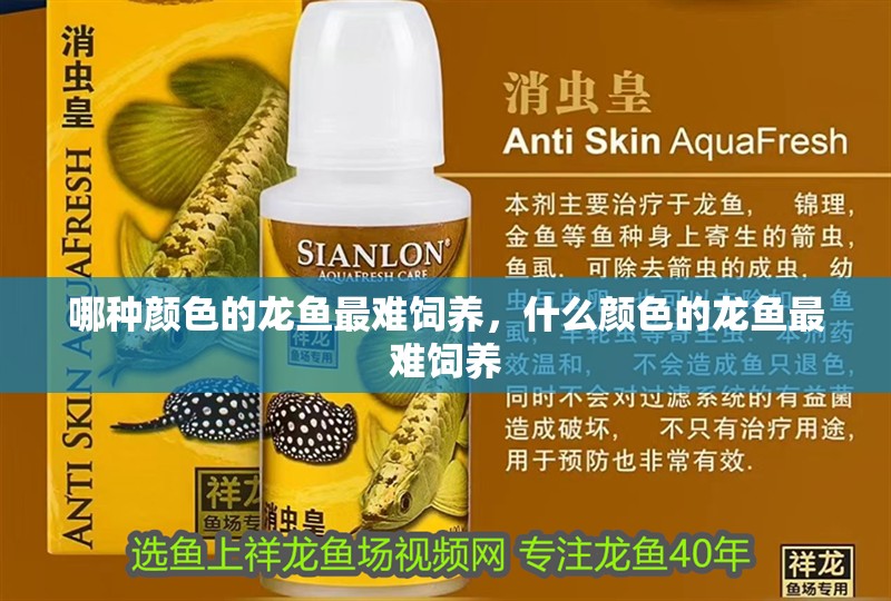 哪種顏色的龍魚(yú)最難飼養(yǎng)，什么顏色的龍魚(yú)最難飼養(yǎng)