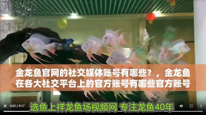 金龍魚官網的社交媒體賬號有哪些？，金龍魚在各大社交平臺上的官方賬號有哪些官方賬號