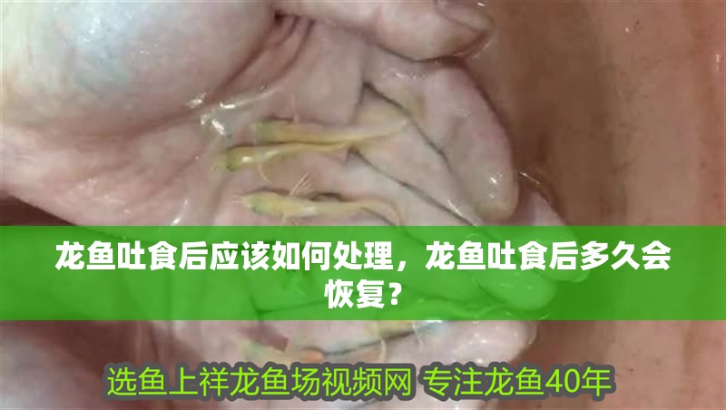 龍魚吐食后應該如何處理，龍魚吐食后多久會恢復？