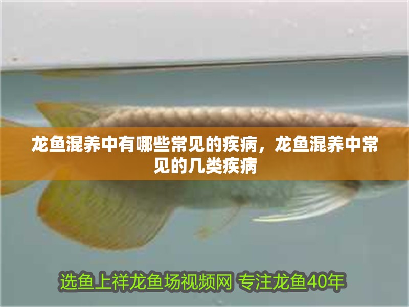 龍魚混養中有哪些常見的疾病，龍魚混養中常見的幾類疾病