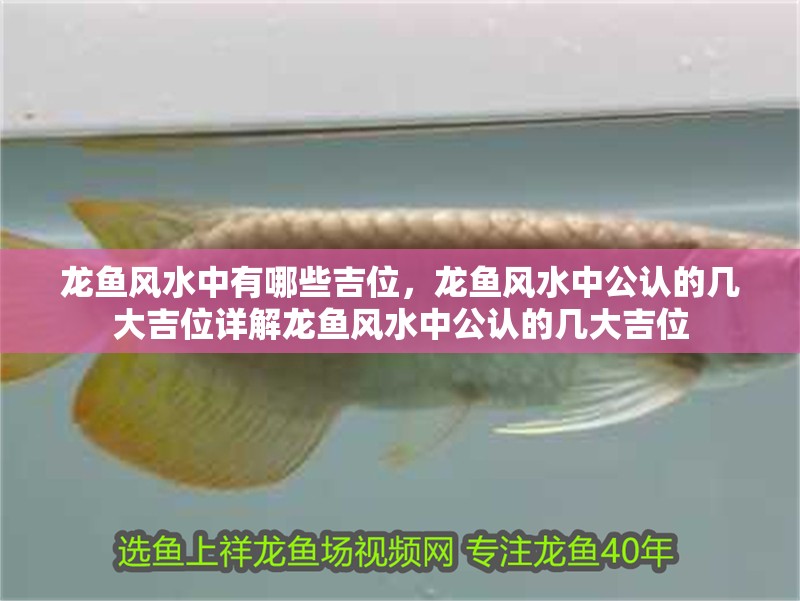 魚缸用增氧泵價格是多少:魚缸增氧機-xtrac增氧機-xtrac增氧機 龍魚風水中有哪些吉位,龍魚風水中公認的幾大吉位詳解龍魚風水中公認的幾大吉位 龍魚百科 龍魚風水中有哪些吉位,龍魚風水中公認的幾大吉位詳解龍魚風水中公認的幾大吉位 龍魚風水中有哪些吉位,龍魚風水中公認的幾大吉位詳解龍魚風水中公認的幾大吉位 龍魚百科
