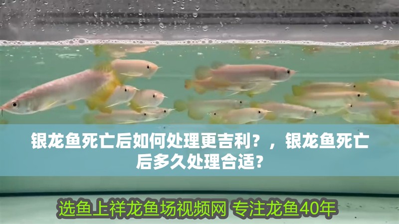 銀龍魚(yú)死亡后如何處理更吉利？，銀龍魚(yú)死亡后多久處理合適？
