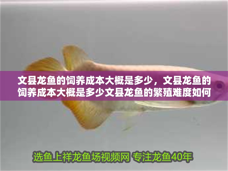 詳細(xì)閱讀:文縣龍魚的飼養(yǎng)成本大概是多少,文縣龍魚的飼養(yǎng)成本大概是多少文縣龍魚的繁殖難度如何 文縣龍魚的飼養(yǎng)成本大概是多少,文縣龍魚的飼養(yǎng)成本大概是多少文縣龍魚的繁殖難度如何