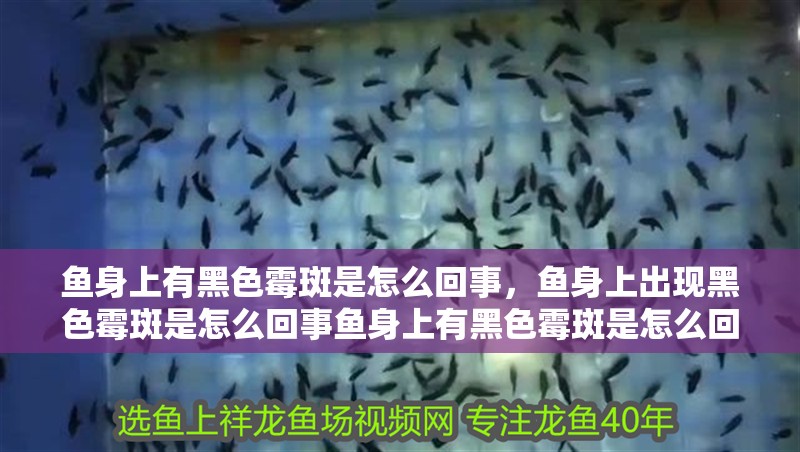 詳細(xì)閱讀:魚身上有黑色霉斑是怎么回事,魚身上出現(xiàn)黑色霉斑是怎么回事魚身上有黑色霉斑是怎么回事 魚身上有黑色霉斑是怎么回事,魚身上出現(xiàn)黑色霉斑是怎么回事魚身上有黑色霉斑是怎么回事