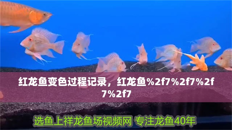 紅龍魚變色過程記錄，紅龍魚%2f7%2f7%2f7%2f7