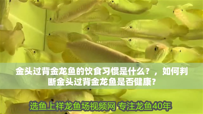 金頭過(guò)背金龍魚(yú)的飲食習(xí)慣是什么？，如何判斷金頭過(guò)背金龍魚(yú)是否健康？