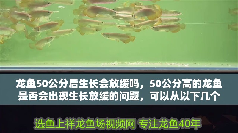 龍魚50公分后生長會(huì)放緩嗎，50公分高的龍魚是否會(huì)出現(xiàn)生長放緩的問題，可以從以下幾個(gè)方面分析