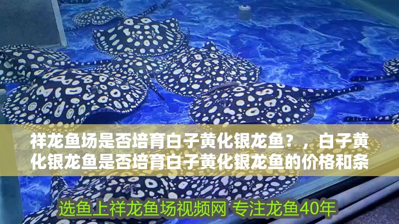 祥龍魚場是否培育白子黃化銀龍魚？，白子黃化銀龍魚是否培育白子黃化銀龍魚的價(jià)格和條件