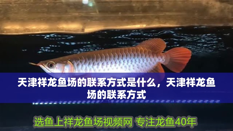 天津祥龍魚(yú)場(chǎng)的聯(lián)系方式是什么，天津祥龍魚(yú)場(chǎng)的聯(lián)系方式