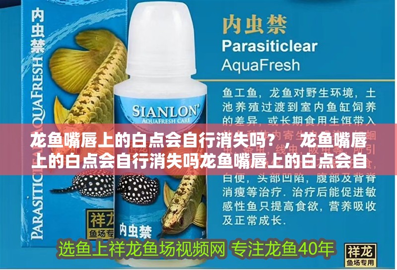 詳細閱讀:龍魚嘴唇上的白點會自行消失嗎?,龍魚嘴唇上的白點會自行消失嗎龍魚嘴唇上的白點會自行消失嗎 龍魚嘴唇上的白點會自行消失嗎?,龍魚嘴唇上的白點會自行消失嗎龍魚嘴唇上的白點會自行消失嗎