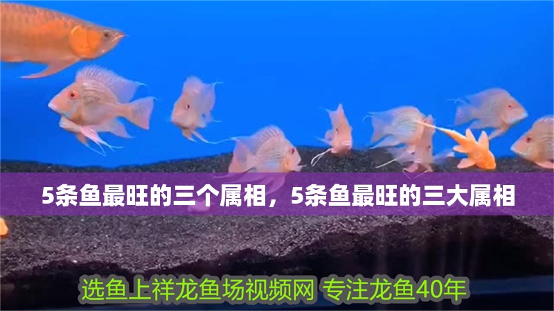 詳細閱讀:5條魚最旺的三個屬相,5條魚最旺的三大屬相 5條魚最旺的三個屬相,5條魚最旺的三大屬相