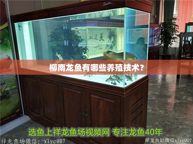 詳細閱讀:柳南龍魚有哪些養殖技術? 柳南龍魚有哪些養殖技術?