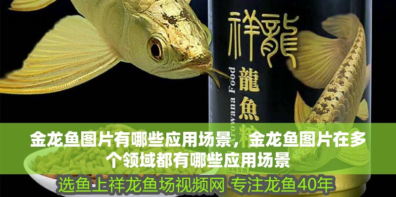 詳細閱讀:金龍魚圖片有哪些應用場景,金龍魚圖片在多個領域都有哪些應用場景 金龍魚圖片有哪些應用場景,金龍魚圖片在多個領域都有哪些應用場景