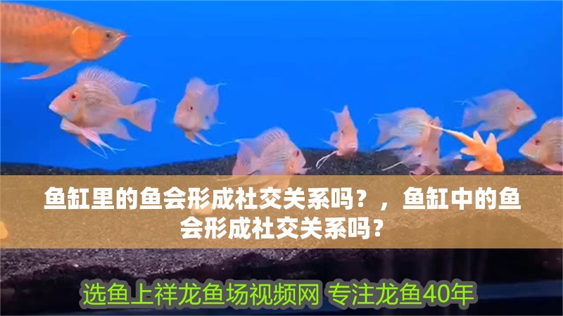 魚缸里的魚會形成社交關系嗎？，魚缸中的魚會形成社交關系嗎？