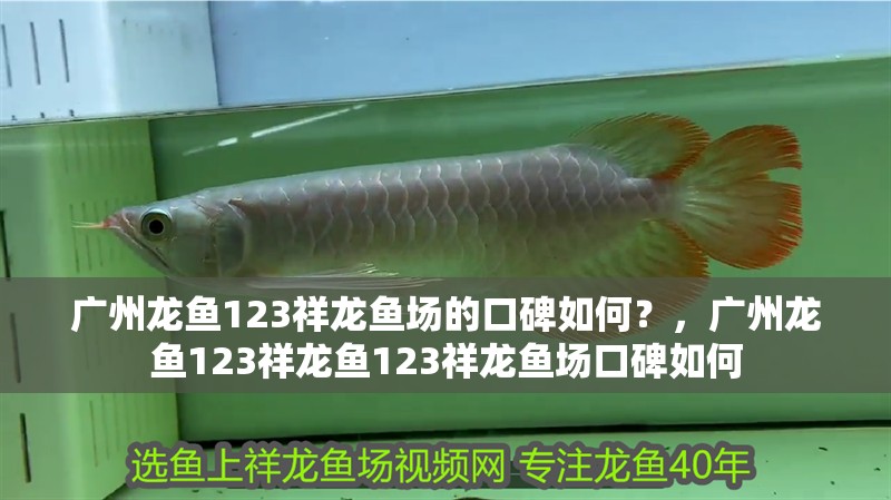詳細閱讀:廣州龍魚123祥龍魚場的口碑如何?,廣州龍魚123祥龍魚123祥龍魚場口碑如何 廣州龍魚123祥龍魚場的口碑如何?,廣州龍魚123祥龍魚123祥龍魚場口碑如何