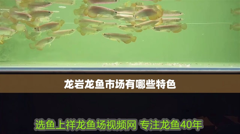 龍巖龍魚市場有哪些特色
