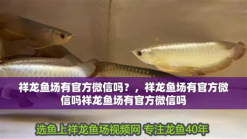 祥龍魚場有官方微信嗎？，祥龍魚場有官方微信嗎祥龍魚場有官方微信嗎 祥龍魚場有官方微信嗎？，祥龍魚場有官方微信嗎祥龍魚場有官方微信嗎 龍魚百科