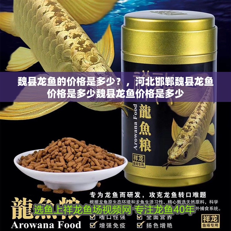 詳細閱讀:魏縣龍魚的價格是多少?,河北邯鄲魏縣龍魚價格是多少魏縣龍魚價格是多少 魏縣龍魚的價格是多少?,河北邯鄲魏縣龍魚價格是多少魏縣龍魚價格是多少