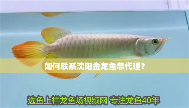 如何聯系沈陽金龍魚總代理？