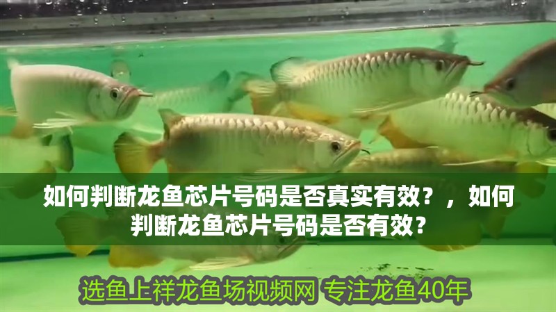 如何判斷龍魚(yú)芯片號(hào)碼是否真實(shí)有效？，如何判斷龍魚(yú)芯片號(hào)碼是否有效？