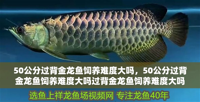 詳細閱讀:50公分過背金龍魚飼養難度大嗎,50公分過背金龍魚飼養難度大嗎過背金龍魚飼養難度大嗎 50公分過背金龍魚飼養難度大嗎,50公分過背金龍魚飼養難度大嗎過背金龍魚飼養難度大嗎
