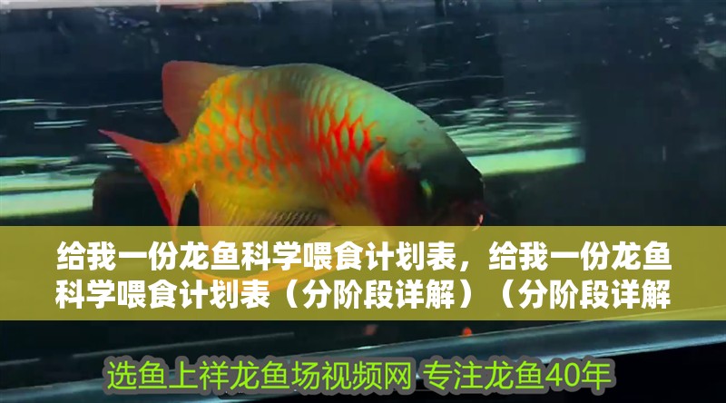 詳細閱讀:給我一份龍魚科學喂食計劃表,給我一份龍魚科學喂食計劃表(分階段詳解)(分階段詳解) 給我一份龍魚科學喂食計劃表,給我一份龍魚科學喂食計劃表(分階段詳解)(分階段詳解)