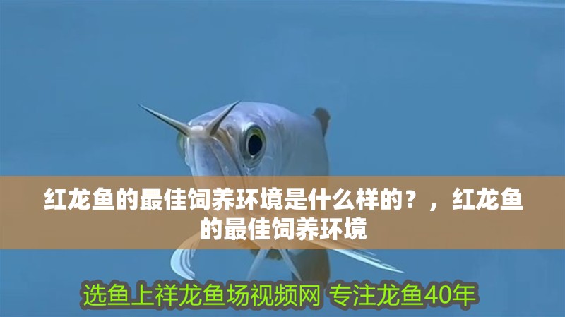 詳細閱讀:紅龍魚的最佳飼養(yǎng)環(huán)境是什么樣的?,紅龍魚的最佳飼養(yǎng)環(huán)境 紅龍魚的最佳飼養(yǎng)環(huán)境是什么樣的?,紅龍魚的最佳飼養(yǎng)環(huán)境