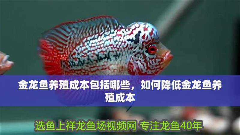 詳細閱讀:金龍魚養(yǎng)殖成本包括哪些,如何降低金龍魚養(yǎng)殖成本 金龍魚養(yǎng)殖成本包括哪些,如何降低金龍魚養(yǎng)殖成本