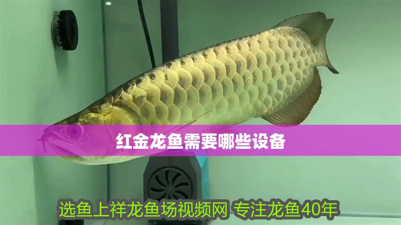 詳細閱讀:紅金龍魚需要哪些設備 紅金龍魚需要哪些設備
