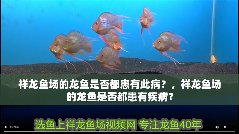 祥龍魚場的龍魚是否都患有此病？，祥龍魚場的龍魚是否都患有疾?。? title=