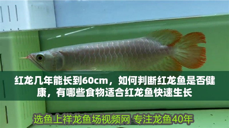 紅龍幾年能長到60cm，如何判斷紅龍魚是否健康，有哪些食物適合紅龍魚快速生長