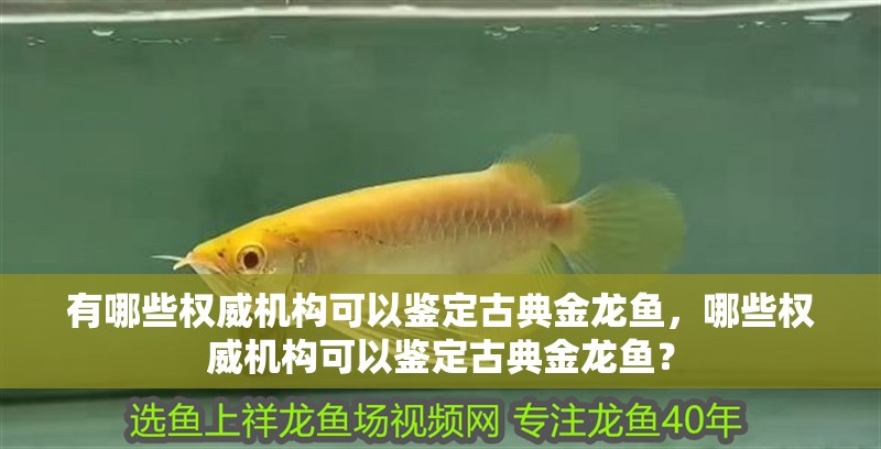 詳細閱讀:有哪些權(quán)威機構(gòu)可以鑒定古典金龍魚,哪些權(quán)威機構(gòu)可以鑒定古典金龍魚? 有哪些權(quán)威機構(gòu)可以鑒定古典金龍魚,哪些權(quán)威機構(gòu)可以鑒定古典金龍魚?