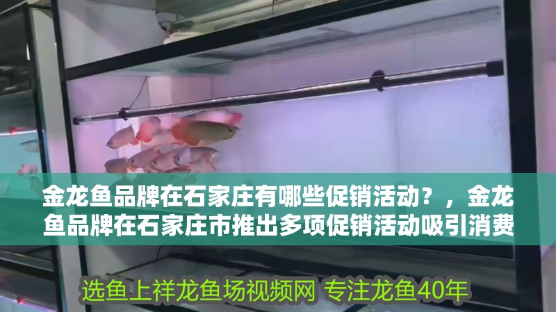 金龍魚品牌在石家莊有哪些促銷活動？，金龍魚品牌在石家莊市推出多項促銷活動吸引消費者購買